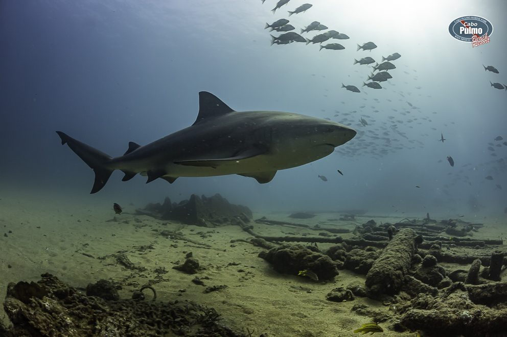 Bull shark swimming over the wreck of El Vencedor in Cabo Pulmo, with a school of fish above Bull shark swimming over the wreck of El Vencedor in Cabo Pulmo, with a school of fish above
