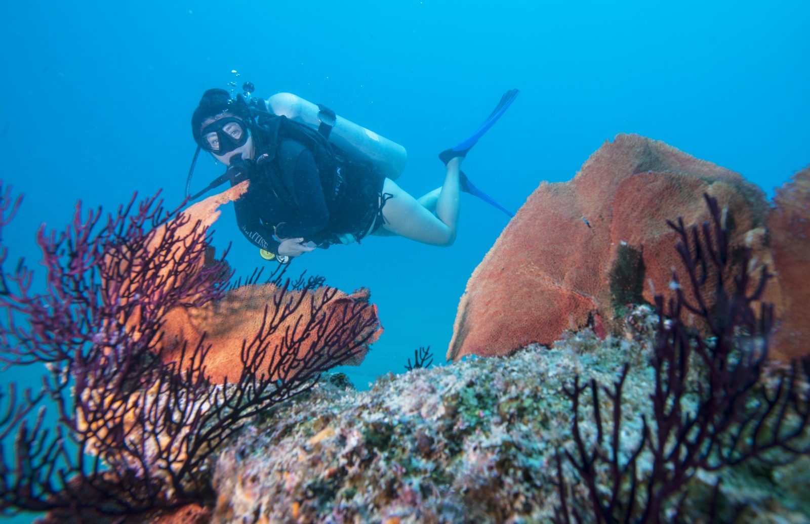 Diver finning over purple gorgonian sea fans on the Cabo Pulmo reef Diver finning over purple gorgonian sea fans on the Cabo Pulmo reef