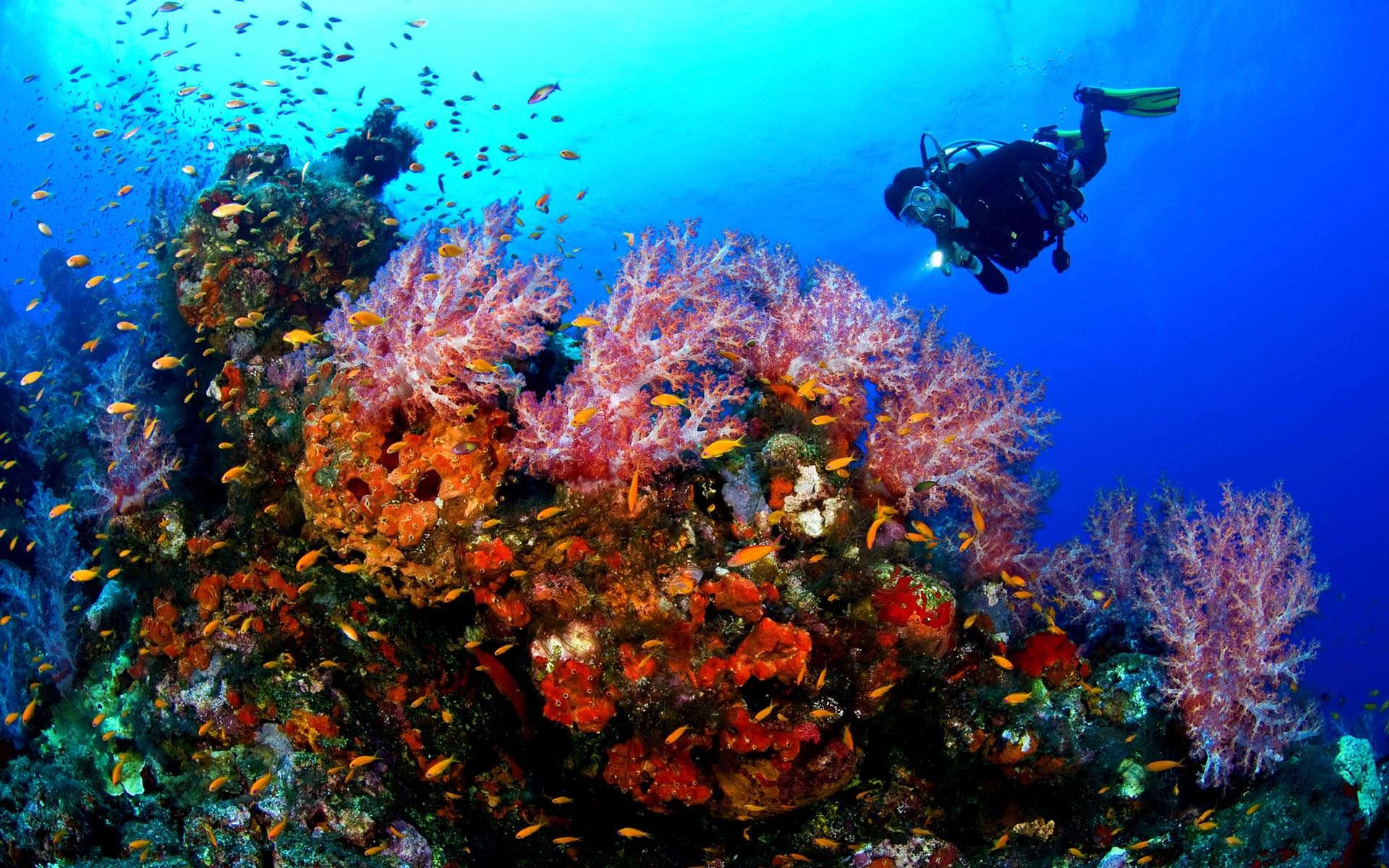 Scuba diver hovering over a soft coral garden full of fish in Cabo Pulmo National Marine Park Scuba diver hovering over a soft coral garden full of fish in Cabo Pulmo National Marine Park